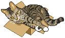 ¡Gato en la caja de la victoria!